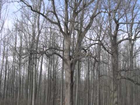 I Like Trees