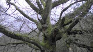 Earth&#39;s Answer - William Blake, Songs of Experience (M &amp; J Jarc)