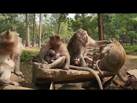 The best time relaxing  in the peace of monkeys looks at so sweet
