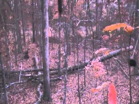 baggy's first buck with bow 2010