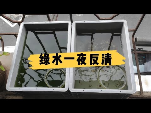 魚缸綠水好嗎