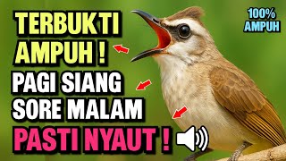 Download lagu Pancingan Trucukan PALING AMPUH! Burung Langsung Ngalas & Nyaut Gacor mp3 Download lagu Pancingan Trucukan PALING AMPUH! Burung Langsung Ngalas & Nyaut Gacor mp3