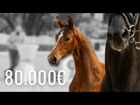 80.000€ 😱 | Ein Fohlen von Va Bene x De Niro | DSP-Kronjuwelen auf dem Gestüt Schafhof