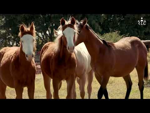 C16P1 EL CAMINO AL FUTURITY VIP - Jesús "Kíkiras" Castañeda