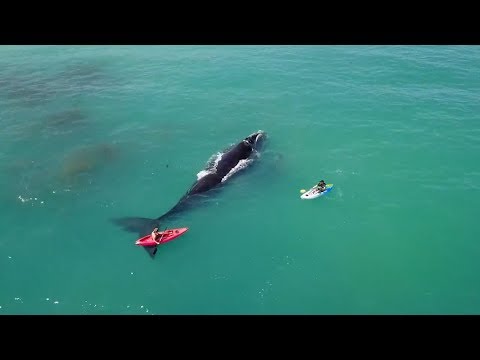 Kayakers dare to get too close to the whale mother and her child