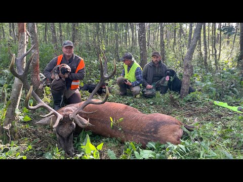 Fangschuss nach Hetze auf ungeraden 14 Ender