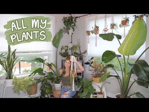 A Tour of my 54 Plants 🪴