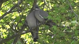 Taubenliebe im Garten 
