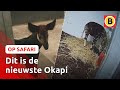 Zo wordt een OKAPI geboren | Op Safari