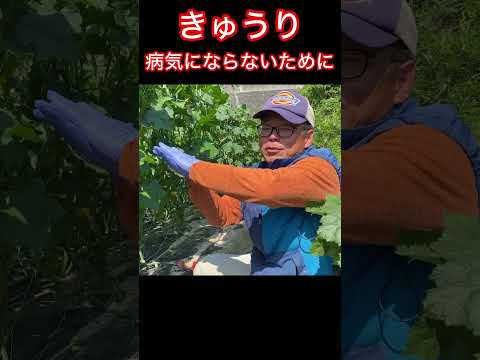 薬用植物: 自分だけの小さな薬用菜園を作り、日々の痛みを和らげるにはどのような品種がありますか?  庭園