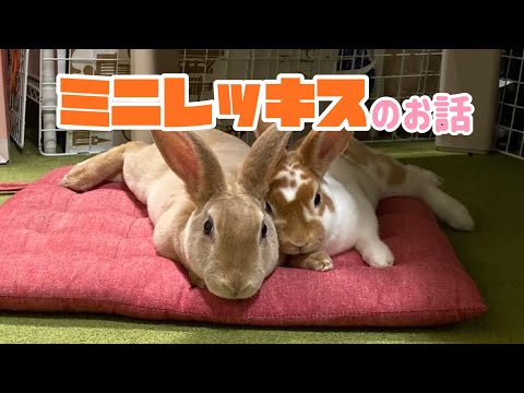 ミニレッキスウサギ