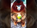 Golden monkey eating orange