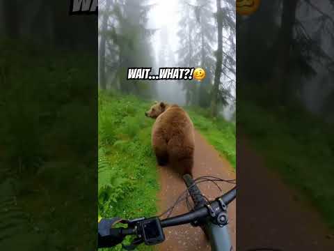 NO WAY😂 #funny #animals #viral #bear #shorts