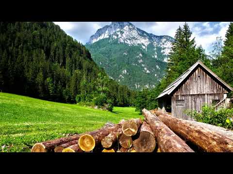 Odgłosy łąki. 10 godzinny relaks na łące.