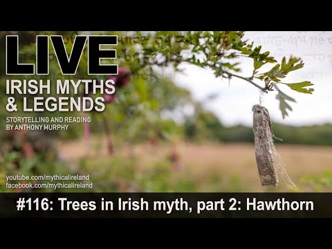Live Irish Myths episode #116: Trees in Irish myth and folklore, part 2: Hawthorn/Whitethorn