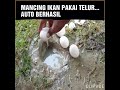 Mancing Ikan Pakai Telur