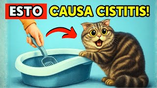 ????INFECCIÓN URINARIA EN GATOS: el PELIGRO ESCONDIDO detrás de un comportamiento que parece INOFENSIVO