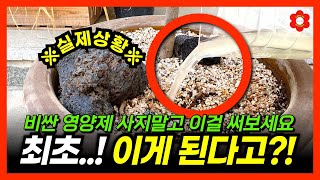 식물 잘 키우는 사람들만 남몰래 쓴다는 이 비료