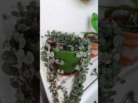 plantes-balcon-jardin-vertical-fleurs-jaunes-roses-blanches plantes balcon