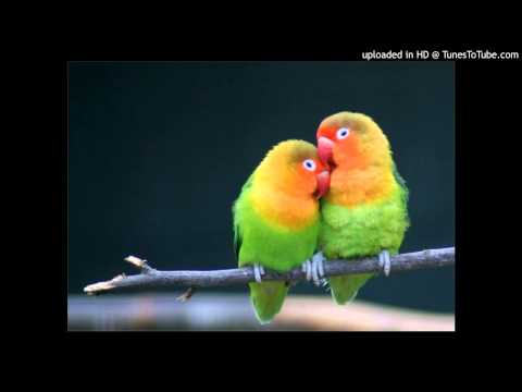 Today's Tango Is... Muy Juntitos - Roberto Firpo 09-03-1933