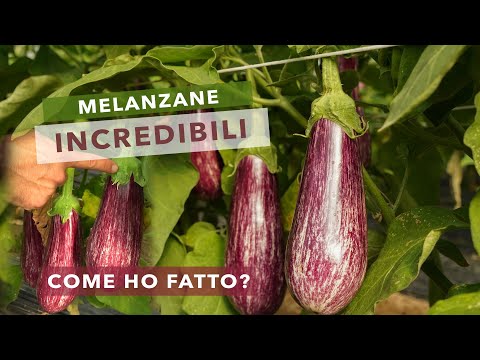 produzione MELENZANE ECCELLENTE, COME OTTENERLE in Coltura protetta (Sabaudia)