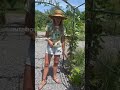 Save Space With This Berry Growing Tip Gardenary Trellises Gardentips