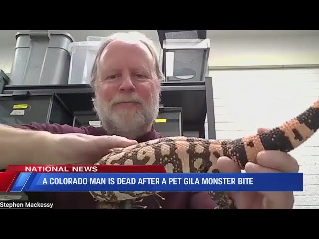 Is a Gila monster bite fatal? Colorado man dies after being bitten by ...
