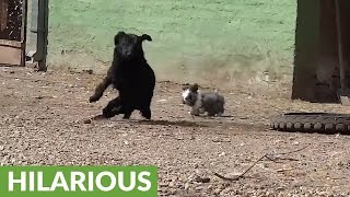 Fun and games with this Dog and Rabbit