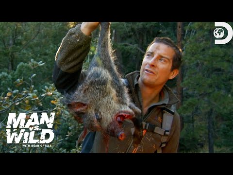 Bear Grylls' Jaw-Dropping Hunt for a Wild Pig | Man Vs. Wild | Discovery