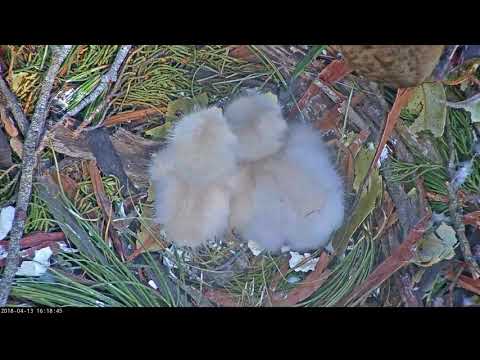 04-13-18 Presidio, Red-tailed hawk; both babies eat.