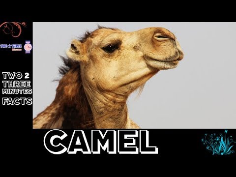 Shocking and Incredible Facts About Camels - In Two 2 Three Minutes