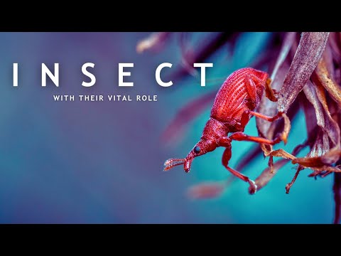 "Incredible Insects: Exploring the World of Tiny Wonders"