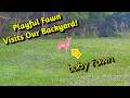 Playful Fawn Visits Our Backyard