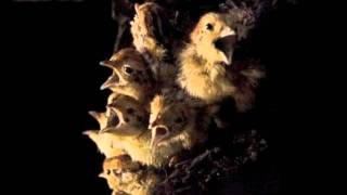 The Bravery - I Am Your Skin