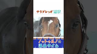 【サラブレッド温泉】ノットゥルノ編～ダイジェスト～【観るASMR】/JRA-VAN【公式】