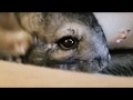 Cute Chinchilla Hiding under the Pillows!