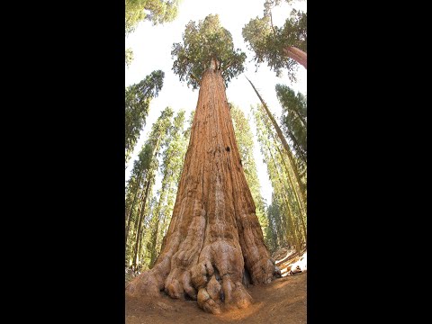 世界で最も高い木トップ 3