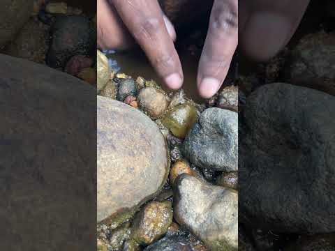 Yellow Sapphire vs. Citrine: Which One Is Worth $58.2 Million? 💎✨ #Gemstone#PreciousStone #Opal