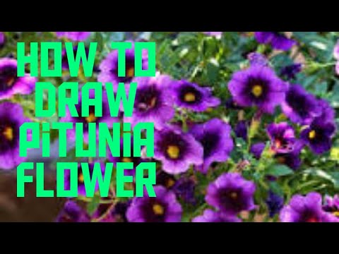 pitunia flower kaise banaye, how to draw pitunia flower