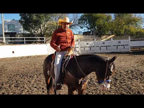 LOS CABALLOS SON COMO LOS CELULARES