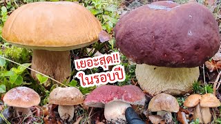 เต็มป่า‼️แบกกลับแทบไม่ไหว​ เก็บ​เห็ด​เพลินจนมืดค่ำ.Ep99/2025
