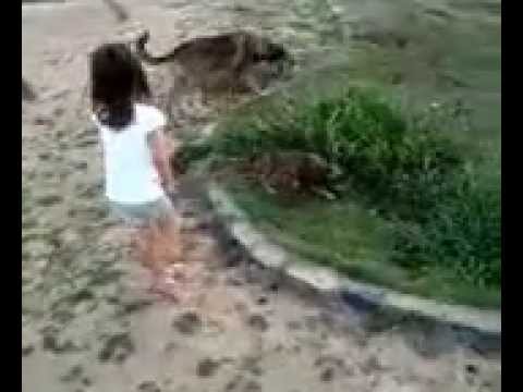 O amor das crianças pelo cachorrinho do parquinho