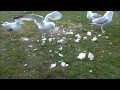 Herring Gulls Aka Sea Gulls Having A Feeding Frenzy