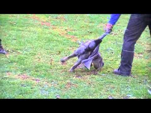 FINNY AYKMAR - 3 months - OBEDIENCE, DEFENCE, www.aykmar.cz