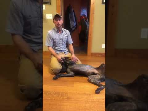 Vex’s Staple Removal