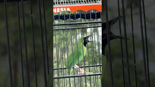 Download lagu Cucak ijo banyuwangi mewah isian tengkek buto sambung jinjing petulak mp3