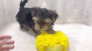 ハーフ犬の動画01