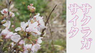 お花見動画　宇宙戦艦ヤマト好きな人は桜も好きですよね　吉備中央町の桜