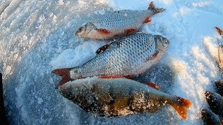 Рыбалка по первому льду на белоярском водохранилище