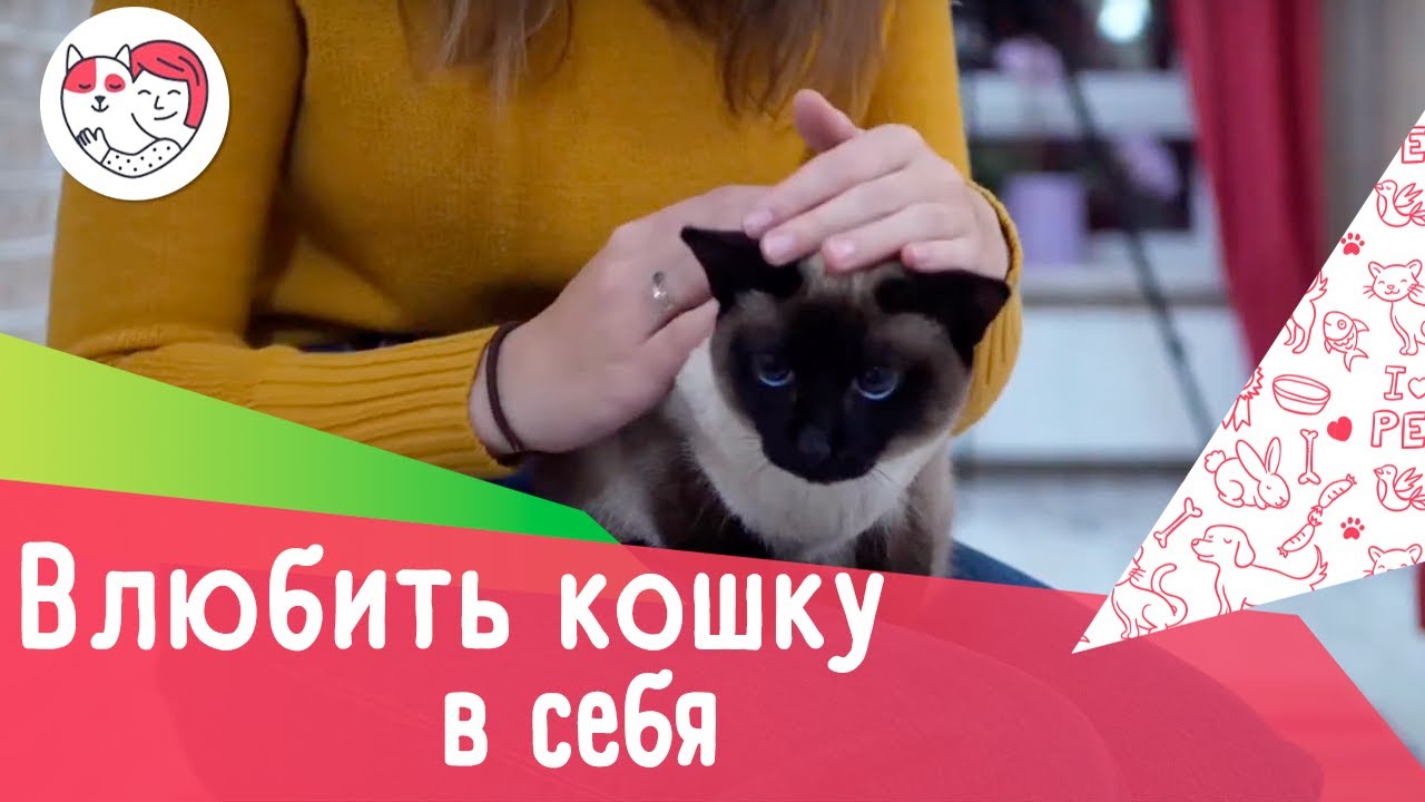 Как влюбить в себя кошку: 5 лайфхаков